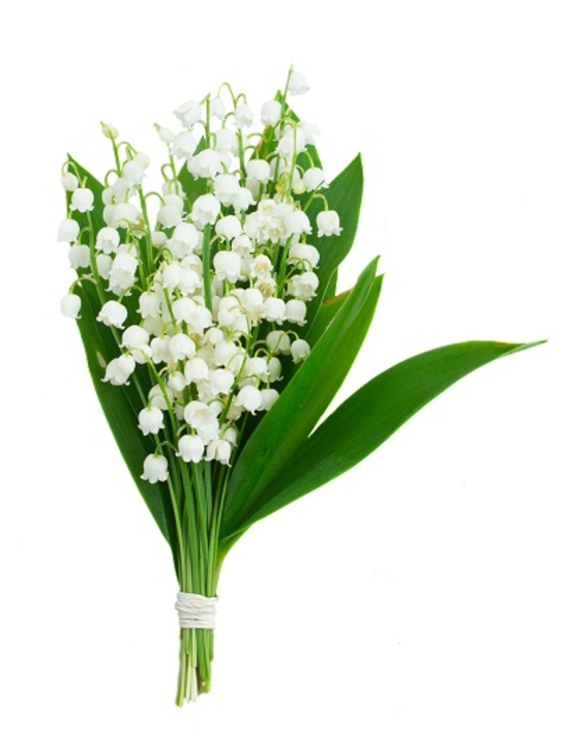 flowers  / peony flowers 